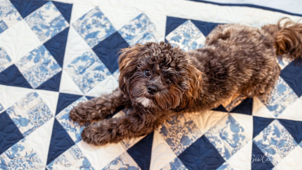 Dog resting on a 3-yard quilt