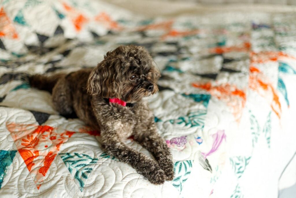 dog on quilt