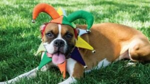 Dog wearing a jester costume