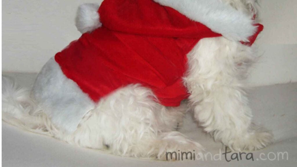 small dog in a Santa costume