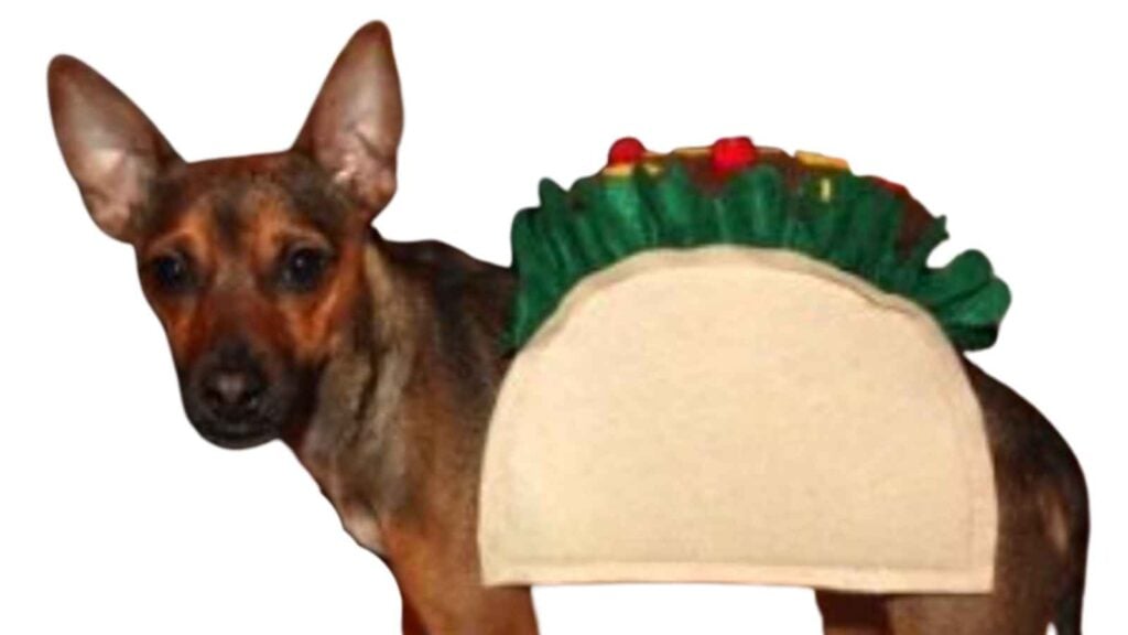 taco dog!
