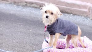 Small dog wearing a gray sweater.